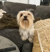 Rhea, a female Yorkshire Terrier for sale in Chino, CA – 2 of 4
