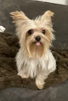 Rhea, a female Yorkshire Terrier for sale in Chino, CA – Photo 1 of 4