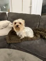 Rhea, a female Yorkshire Terrier for sale in Chino, CA – Photo 4 of 4