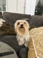 Rhea, a female Yorkshire Terrier for sale in Chino, CA – Photo 2 of 4