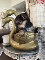 Teacup boy 2, a male Yorkshire Terrier for sale in Riverside, CA – 5 of 7