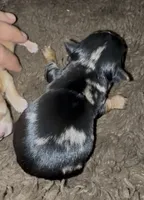 Spots, a male Yorkshire Terrier for sale in Chino, CA – 3 of 6