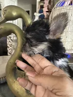 Teacup girl 1, a female Yorkshire Terrier for sale in Riverside, CA – 8 of 8