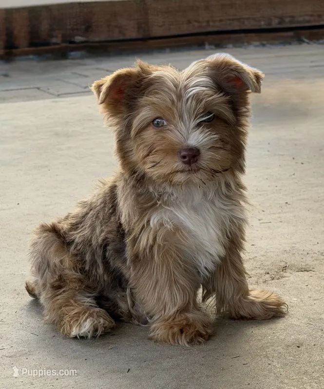 Apollo 2  – Yorkshire Terrier puppy for sale in Riverside, CA