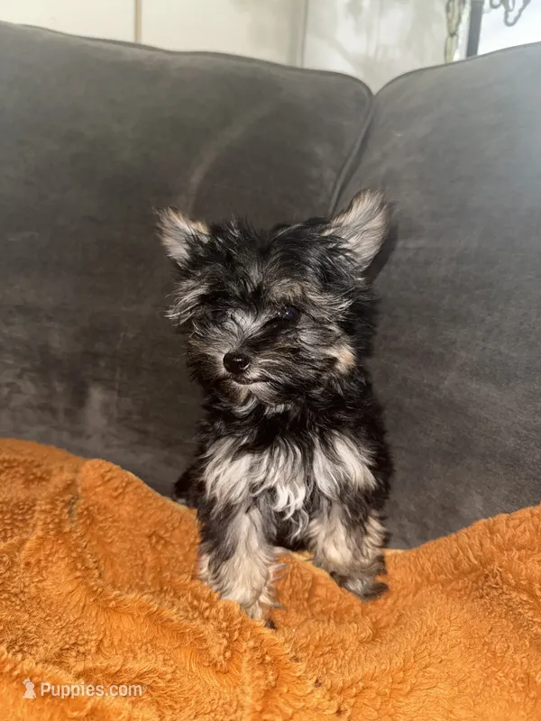 Teacup boy 1 – Yorkshire Terrier puppy for sale in Riverside, CA