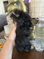 Tiny toy girl, a female Yorkshire Terrier for sale in Riverside, CA – 6 of 6