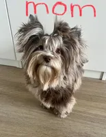 Apollo Yorkie, a male Yorkshire Terrier for sale in Riverside, CA – 6 of 7