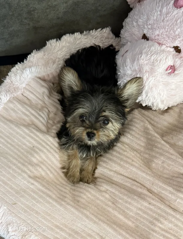 Teacup boy 2 – Yorkshire Terrier puppy for sale in Riverside, CA