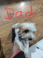 Brown eyes , a female Yorkshire Terrier for sale in Riverside, CA – 7 of 8