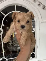 Gold dust, a male Yorkshire Terrier for sale in Riverside, CA – 4 of 6
