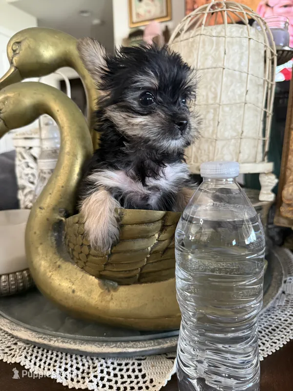 Teacup girl 1 – Yorkshire Terrier puppy for sale in Riverside, CA