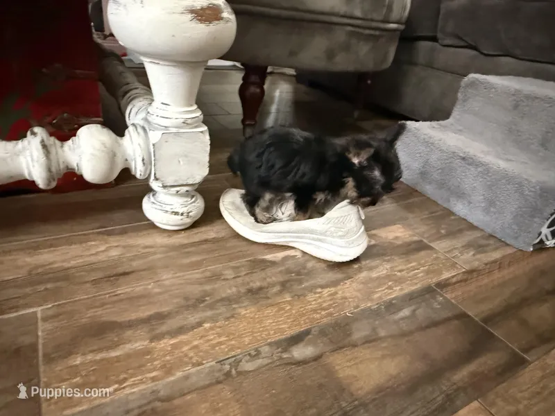 Tiny teacup  – Yorkshire Terrier puppy for sale in Chino, CA