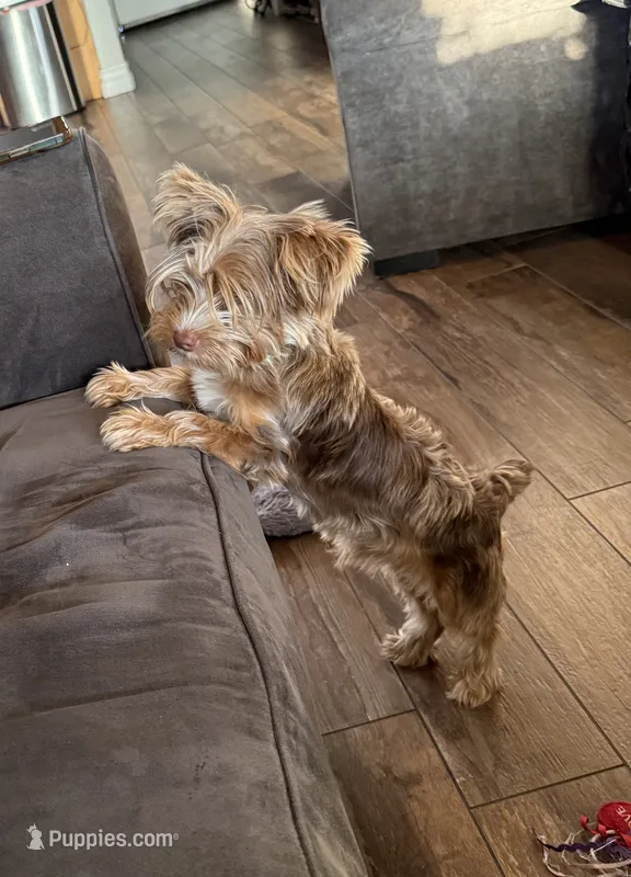 Apollo Yorkie – Yorkshire Terrier puppy for sale in Riverside, CA