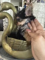 Tiny toy girl, a female Yorkshire Terrier for sale in Riverside, CA – 5 of 6