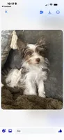 Panda , a female Yorkshire Terrier for sale in Riverside, CA – 3 of 3