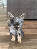 Teeny , a male Yorkshire Terrier for sale in Chino, CA – 3 of 7