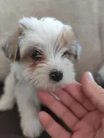 Brown eyes , a female Yorkshire Terrier for sale in Riverside, CA – 2 of 8