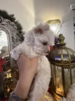 Snow White , a female Yorkshire Terrier for sale in Chino, CA – Photo 3 of 4