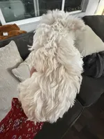 Snow White , a female Yorkshire Terrier for sale in Chino, CA – Photo 2 of 4