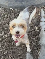 Panda , a female Yorkshire Terrier for sale in Riverside, CA – 1 of 3