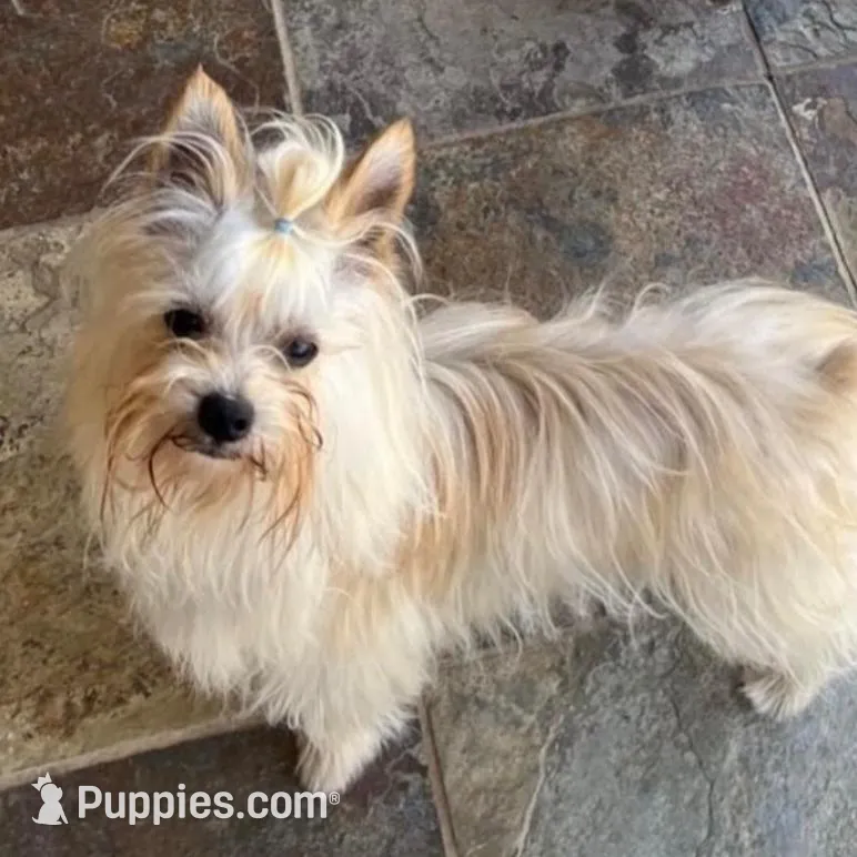 Caramelo, a male Yorkipoo for sale in Chino, CA – Photo 4 of 5