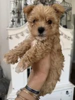Caramelo, a male Yorkipoo for sale in Chino, CA – Photo 1 of 5