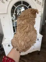 Caramelo, a male Yorkipoo for sale in Chino, CA – Photo 3 of 5