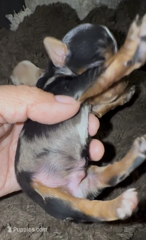 Spots – Yorkshire Terrier puppy for sale in Chino, CA