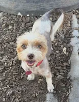 Blueberry , a female Yorkshire Terrier for sale in Riverside, CA – 5 of 6