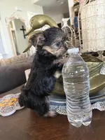 Teacup boy 2, a male Yorkshire Terrier for sale in Riverside, CA – 4 of 7