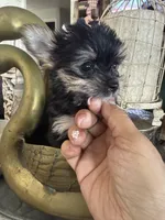 Teacup girl 1, a female Yorkshire Terrier for sale in Riverside, CA – 5 of 8