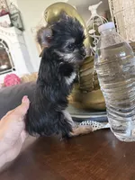Teacup girl 1, a female Yorkshire Terrier for sale in Riverside, CA – 6 of 8