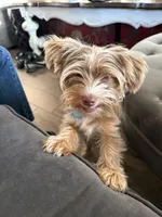 Apollo Yorkie, a male Yorkshire Terrier for sale in Riverside, CA – 5 of 7
