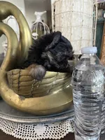 Teacup boy 1, a male Yorkshire Terrier for sale in Riverside, CA – 6 of 7