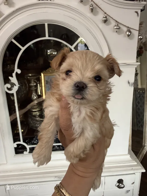 Creamy – Yorkshire Terrier puppy for sale in Riverside, CA