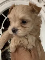 Creamy, a male Yorkshire Terrier for sale in Riverside, CA – 4 of 7