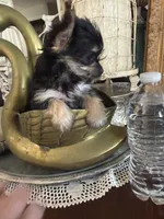Teacup girl 1, a female Yorkshire Terrier for sale in Riverside, CA – 7 of 8