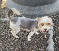 Panda , a female Yorkshire Terrier for sale in Riverside, CA – 2 of 3