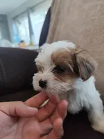 Brown eyes , a female Yorkshire Terrier for sale in Riverside, CA – 4 of 8