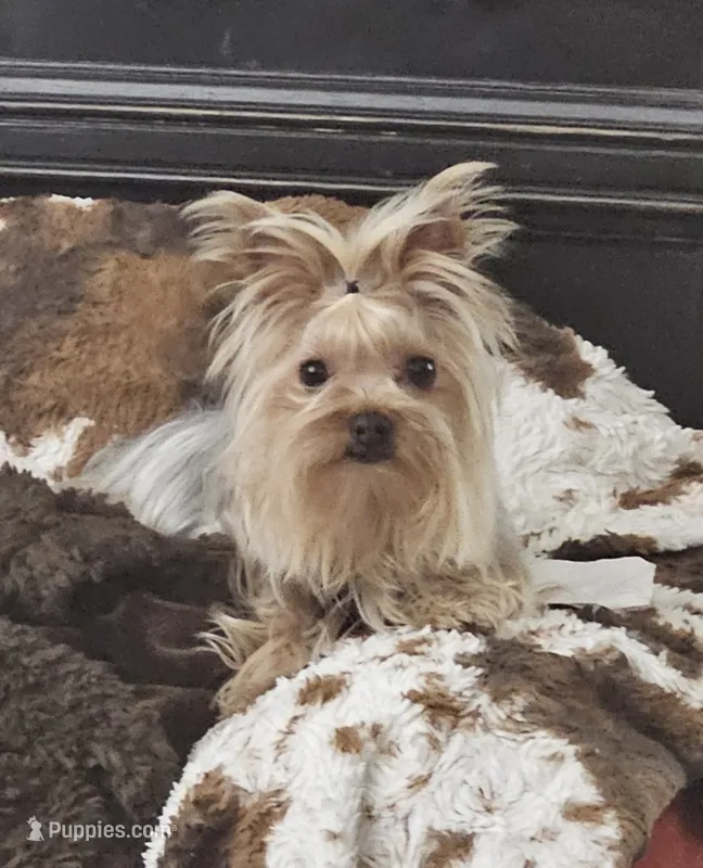 Rhea – Yorkshire Terrier puppy for sale in Chino, CA