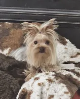 Rhea, a female Yorkshire Terrier for sale in Chino, CA – 1 of 4