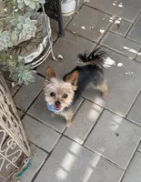 Teeny , a male Yorkshire Terrier for sale in Chino, CA – 7 of 7