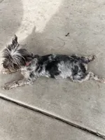 Spots, a male Yorkshire Terrier for sale in Chino, CA – 5 of 6