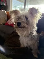 Gold dust, a male Yorkshire Terrier for sale in Riverside, CA – 6 of 6