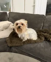 Rhea, a female Yorkshire Terrier for sale in Chino, CA – 4 of 4