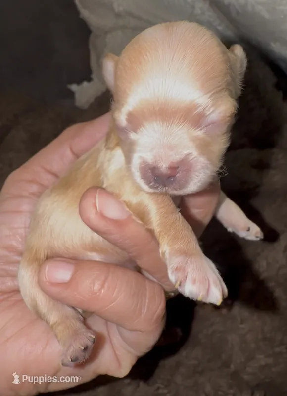 Tiny Tim  – Yorkshire Terrier puppy for sale in Chino, CA