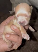 Tiny Tim , a male Yorkshire Terrier for sale in Chino, CA – 1 of 4