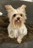 Rhea, a female Yorkshire Terrier for sale in Chino, CA – 3 of 4