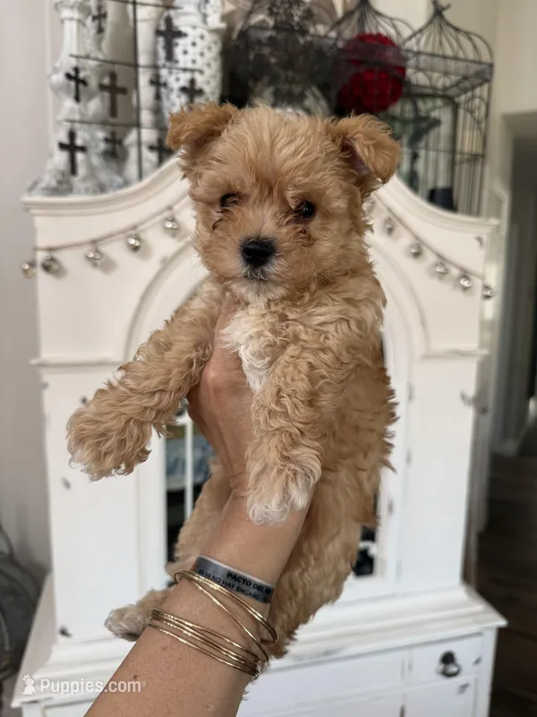 Beige boy , a male Poodle - Toy  for sale in Chino, CA – Photo 1 of 1