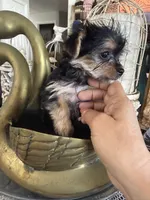 Tiny toy girl, a female Yorkshire Terrier for sale in Riverside, CA – 2 of 6